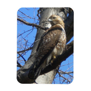 Juvenile Red Tails Hawk Magnet