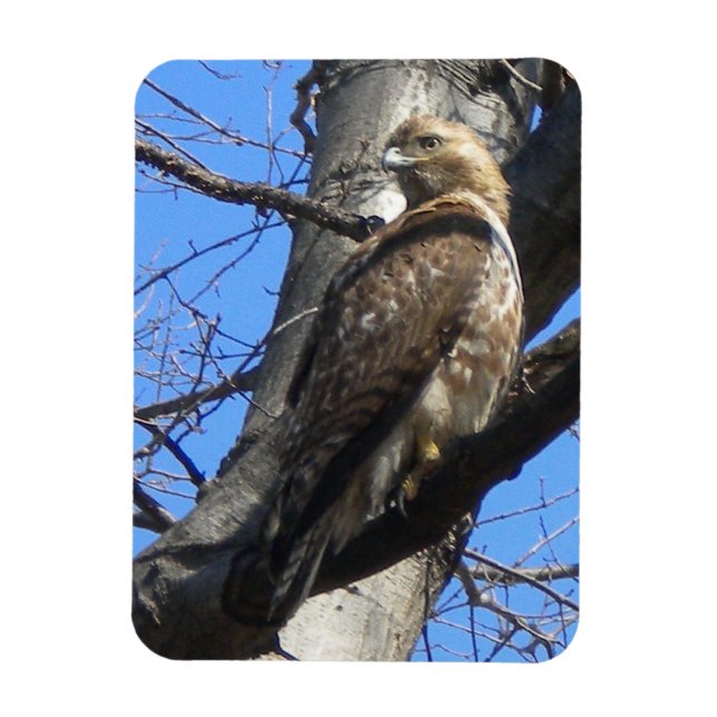 Juvenile Red Tails Hawk Magnet (Vertikal)