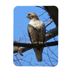 Juvenile Red Tails Hawk Magnet