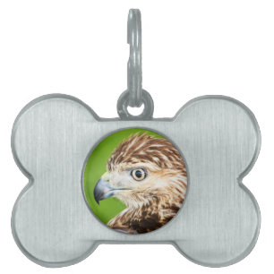 Juvenile Red Tails Hawk Namnbricka Husdjur