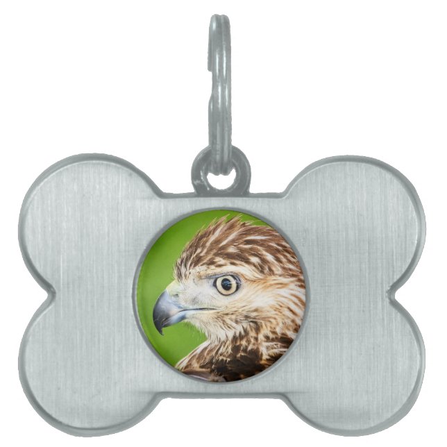 Juvenile Red Tails Hawk Namnbricka Husdjur (Framsidan)