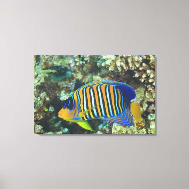 Juvenile Regal Angelfish Pygoplites Canvastryck (Framsida)