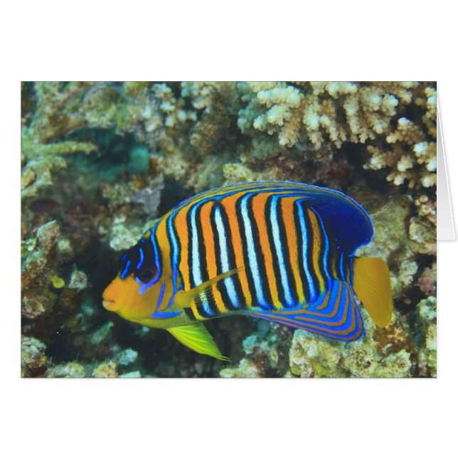 Juvenile Regal Angelfish Pygoplites Hälsningskort (Framsidan Horizontal)