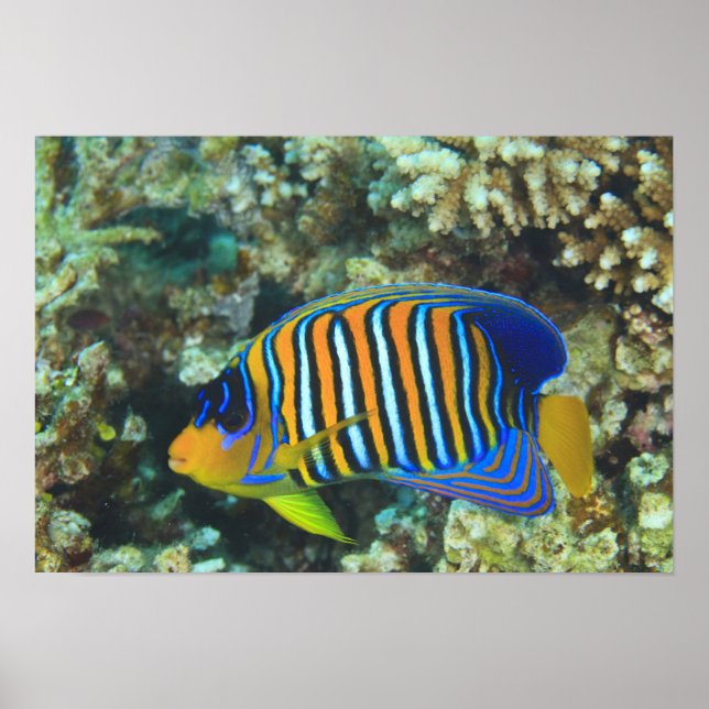 Juvenile Regal Angelfish Pygoplites Poster (Framsidan)