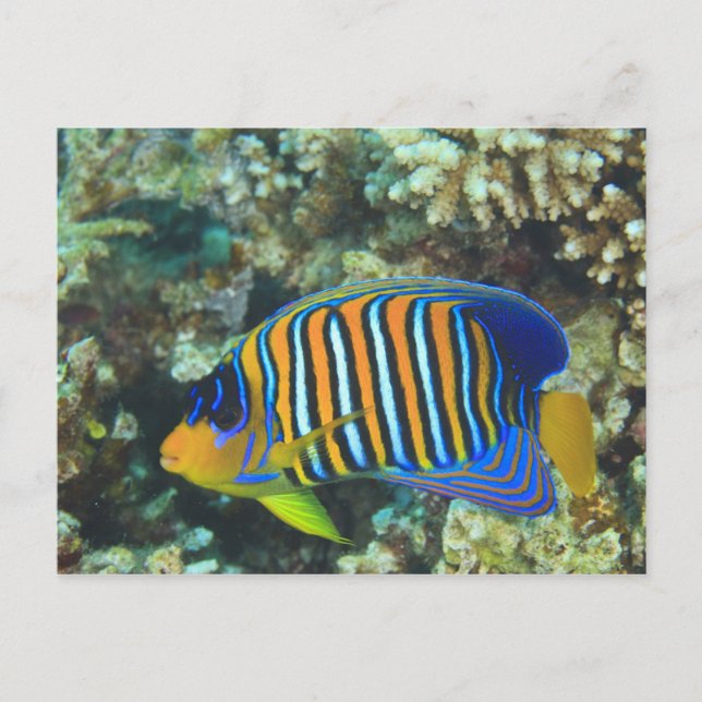 Juvenile Regal Angelfish Pygoplites Vykort (Framsida)