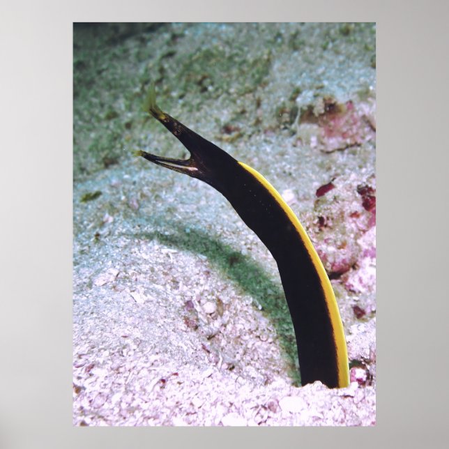 Juvenile Ribbon Eel Poster (Framsidan)