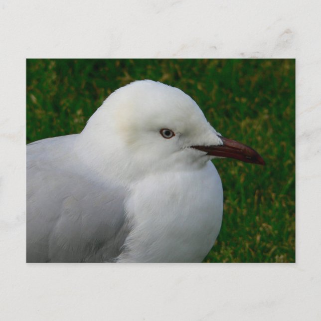 Juvenile silver gull vykort (Framsida)