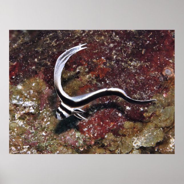 Juvenile Spoted Drum Poster (Framsidan)
