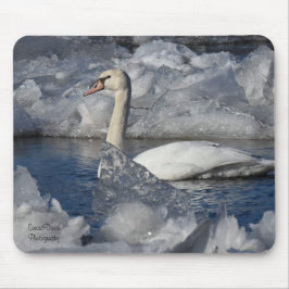 Juvenile Svan i Icey River Musmatta