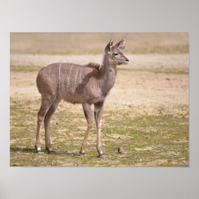 Juvenile underbarare kudu poster (Framsidan)