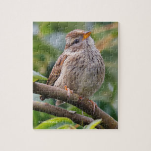 Juvenile White-Crowned Sparrow Pussel