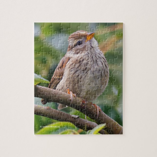 Juvenile White-Crowned Sparrow Pussel (Vertikal)