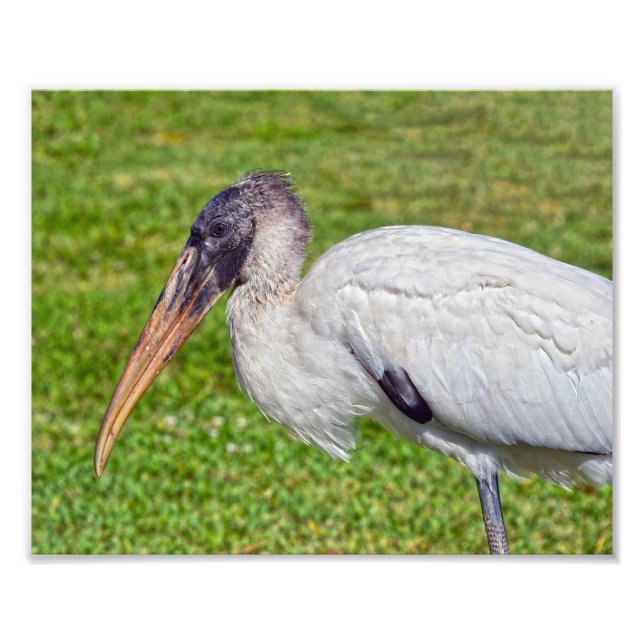 Juvenile Wood Stork Fototryck (Framsidan)