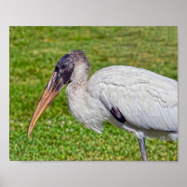 Juvenile Wood Stork Poster (Framsidan)