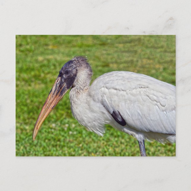 Juvenile Wood Stork Vykort (Framsida)
