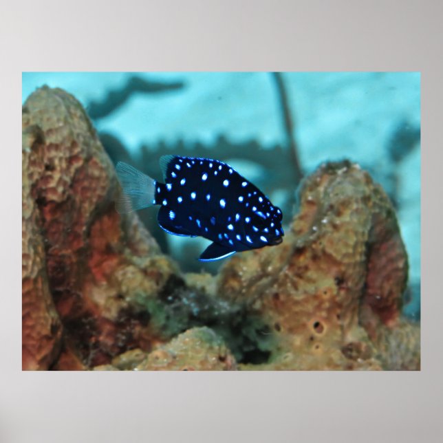 Juvenile Yellowtail Damselfish Poster (Framsidan)