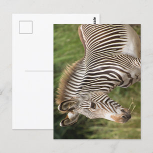 Juvenile Zebra Vykort