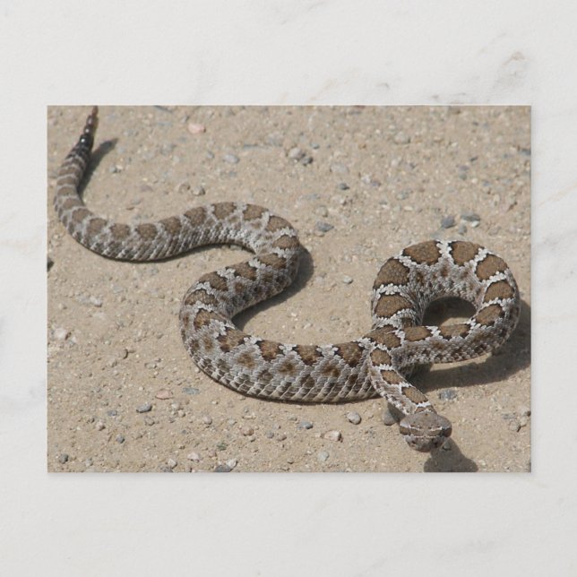 Juvenille Black RattleSnake Vykort (Framsida)