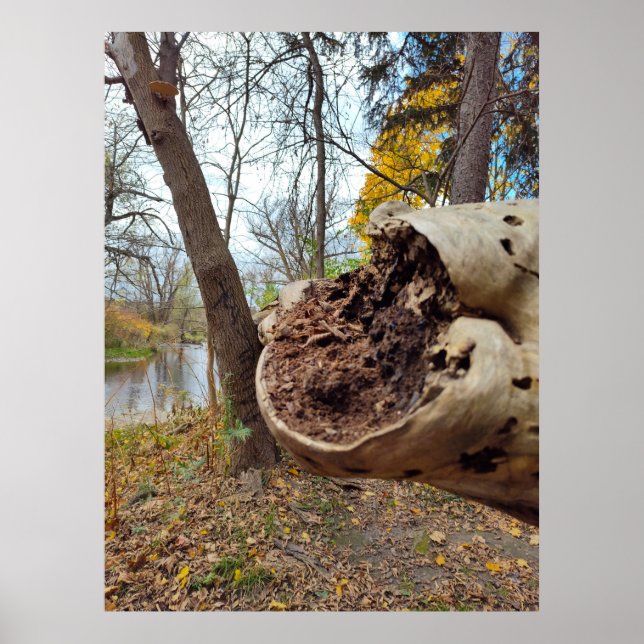 Juxtposition of Decay and Life Poster (Framsidan)