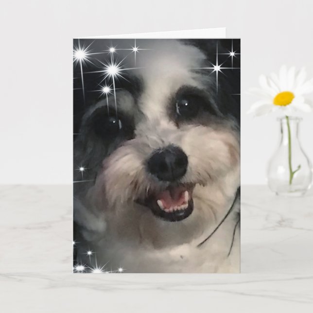 K-Cee Stars Tack Kort (Liten växt)