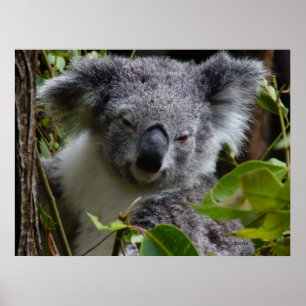 k för koala poster