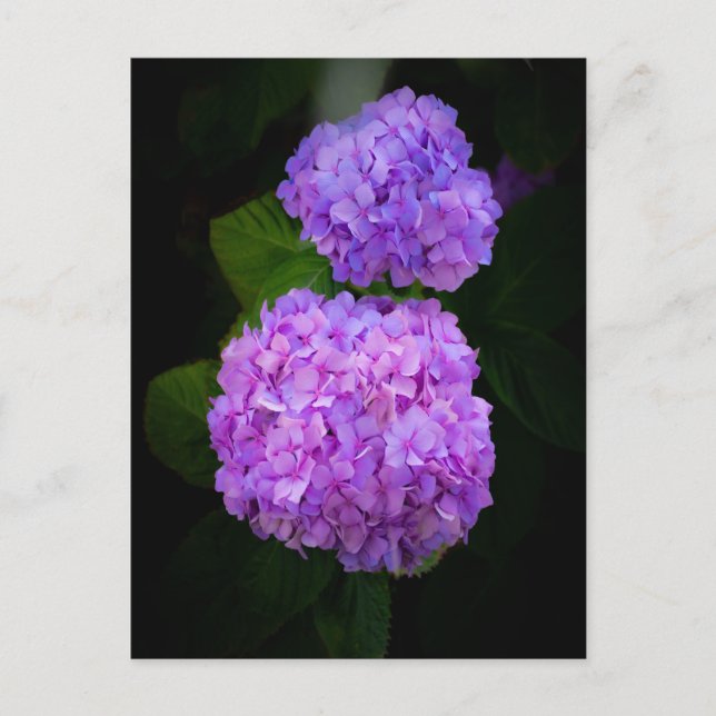 Kaart met een foto van mooie paars rose hortensia vykort (Framsida)