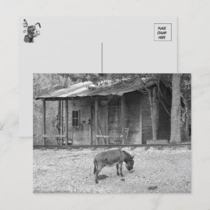Kabin och Donkey i B&W-vykort Vykort