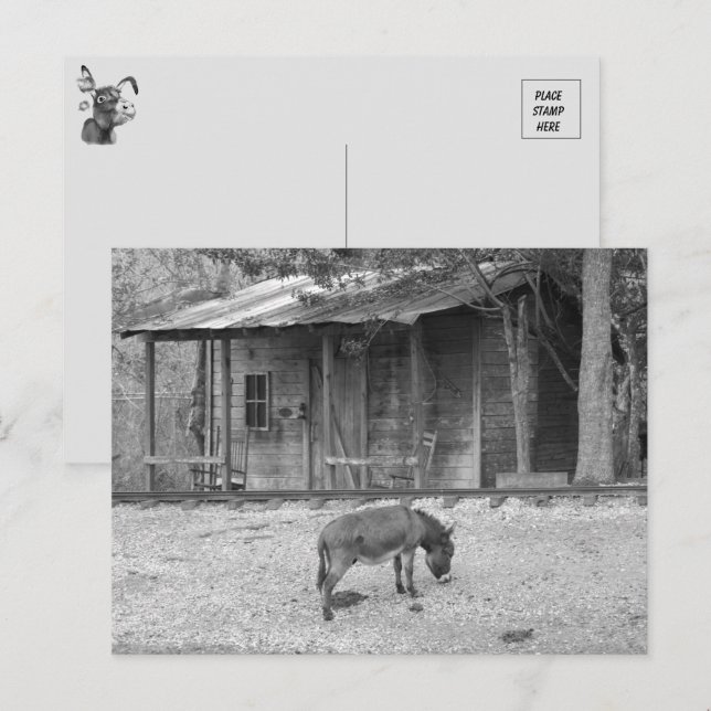 Kabin och Donkey i B&W-vykort Vykort (Fram/baksida)