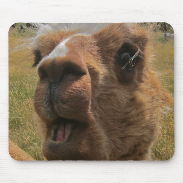 Käck Alpaca Musmatta (Framsidan)