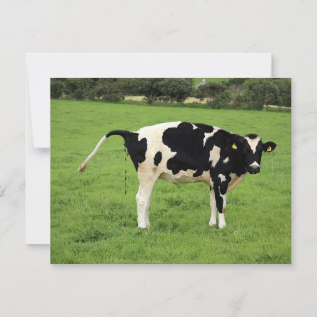 kackende Kuh (Framsida)