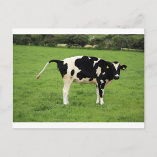 kackende Kuh Vykort