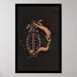 Kackerlacka för vintagezoologitryck poster
