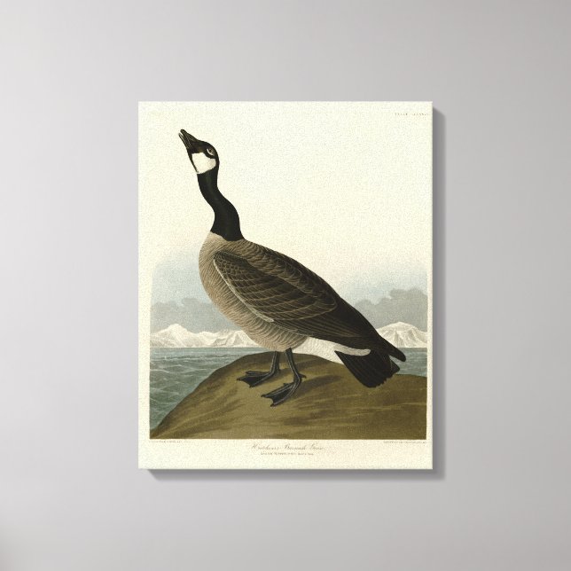 Kackling Goose från Audubon's Birds of America Canvastryck (Framsida)