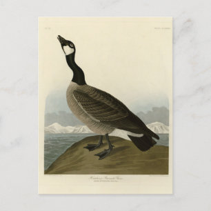Kackling Goose från Audubon's Birds of America Vykort