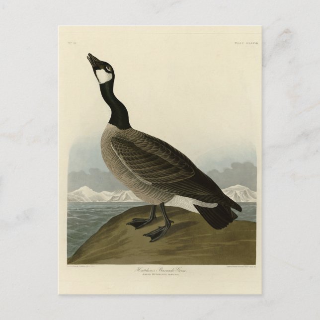 Kackling Goose från Audubon's Birds of America Vykort (Framsida)