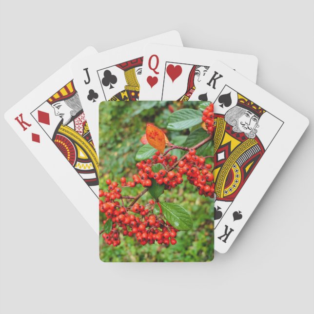Kacterus Casinokort (Baksidan)
