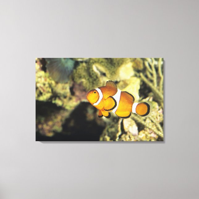Kädda (Amphiprion ocellaris) Canvastryck (Framsida)