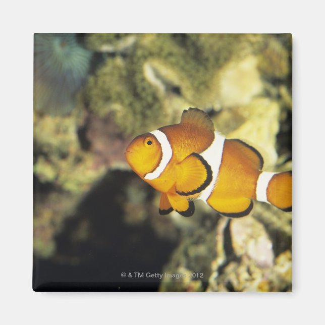 Kädda (Amphiprion ocellaris) Magnet (Framsidan)