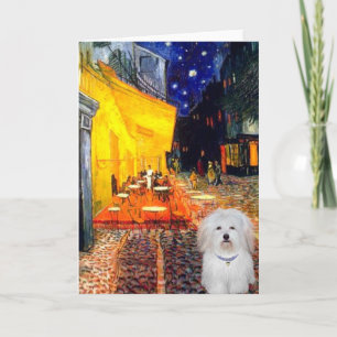 Kafe - Koton de Tulear 4b Kort