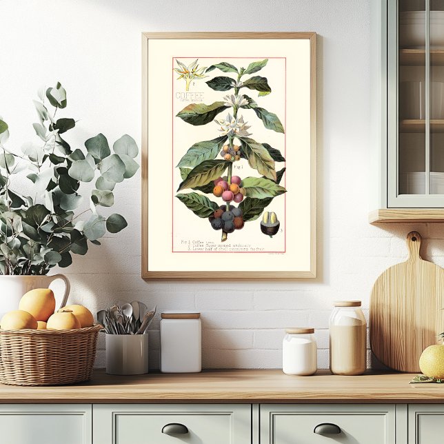 KAFFE - VINTAGE BOTANISK ILLUSTRATION POSTER (Skapare uppladdad)