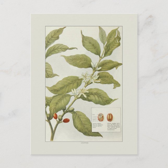 Kaffe Vykort (Framsida)