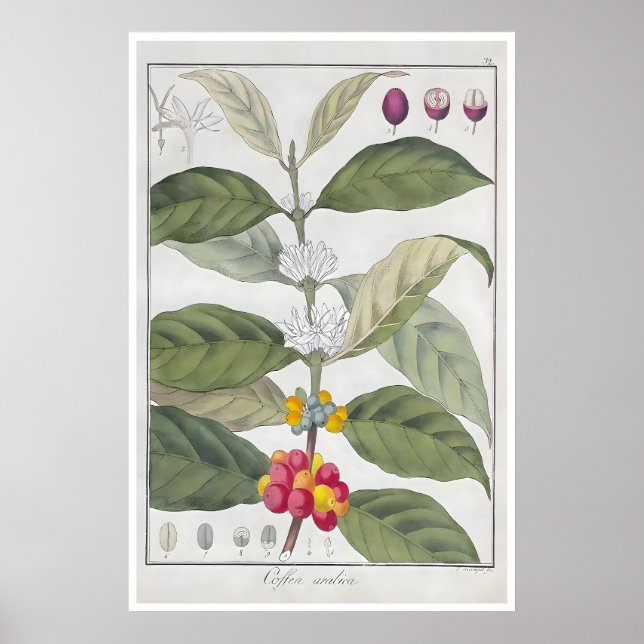 Kaffeeaffisch Botanisk tryck Arabica Art Café (Framsidan)