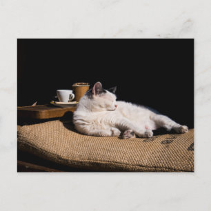 Kaffekat Vykort