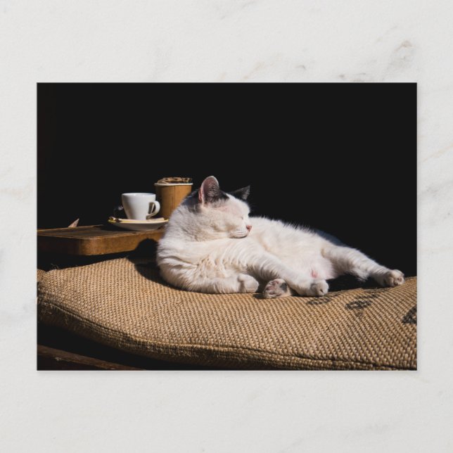 Kaffekat Vykort (Framsida)