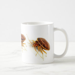 Kaffemugg - Cimexlectularius (vägglusen)