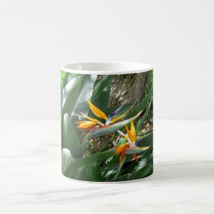 Kaffemuggfågel av paradiset kaffemugg