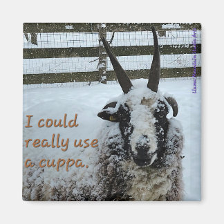 Kaffesfår, magnet nr 1 - Äkta