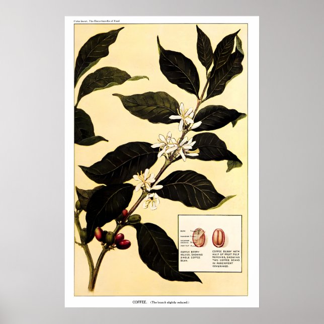 Kaffeväxt 1923 POSTER PRINT Vintage Botanisk (Framsidan)