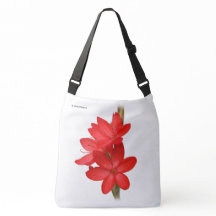 Kaffir-lilja / flodlilja / Hesperantha Coccinea