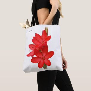 Kaffir-lilja / flodlilja / Hesperantha Coccinea Tygkasse
